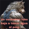 Un verdadero lobo baja a tomar agua al pozo