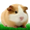 Hamsters Soldados💞1🇵🇪Clásica 8