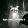 mas penes digo stikers 8