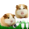 Hamsters Soldados💞1🇵🇪Clásica 13