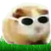 Hamsters Soldados💞1🇵🇪Clásica 20