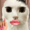 Cursed Cats 5