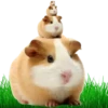 Hamsters Soldados💞1🇵🇪Clásica 23