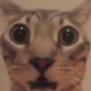 Cursed Cats 6