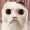 Cursed Cats 7