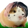 Hamsters Soldados💞1🇵🇪Clásica 26