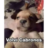 mas penes digo stikers 27