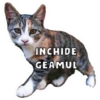 Insula Iubirii Fun 25