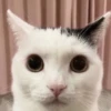 Cursed Cats 8
