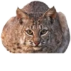 Cat family 5