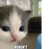 MayMay English 12