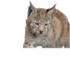 Cat family 8