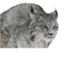 Cat family 9