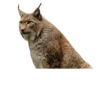 Cat family 10