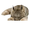 Cat family 11