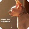 XDhkzEr_by_achestickbot 16
