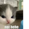 MayMay English 17