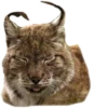 Cat family 13