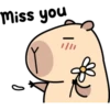 Pipi Capybara #2 17