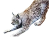 Cat family 16