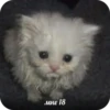 GJlTuhS_by_achestickbot 23