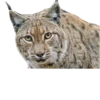 Cat family 18