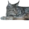 Cat family 19