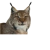 Cat family 20