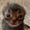 kitten 6