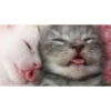 Kittennn 5
