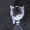 kitten 7