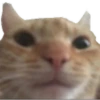 kitten 10