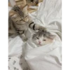Kittennn 6