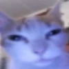 kitten 11