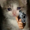 kitten 14