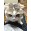 Kittennn 7