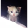 Kittennn 8