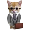 kitten 17