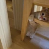 Kittennn 9