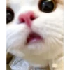 Kittennn 10