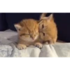 Kittennn 11