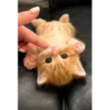 Kittennn 12