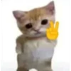 kitten 21