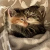 Kittennn 13