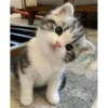 Kittennn 14