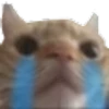 kitten 22