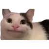 Gatitos 5