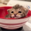 Kittennn 15