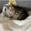 Kittennn 16