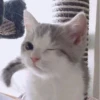 Kittennn 17